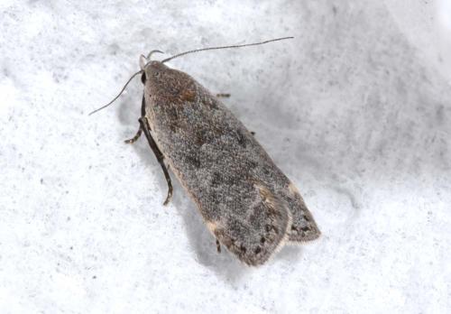Anacampsis populella